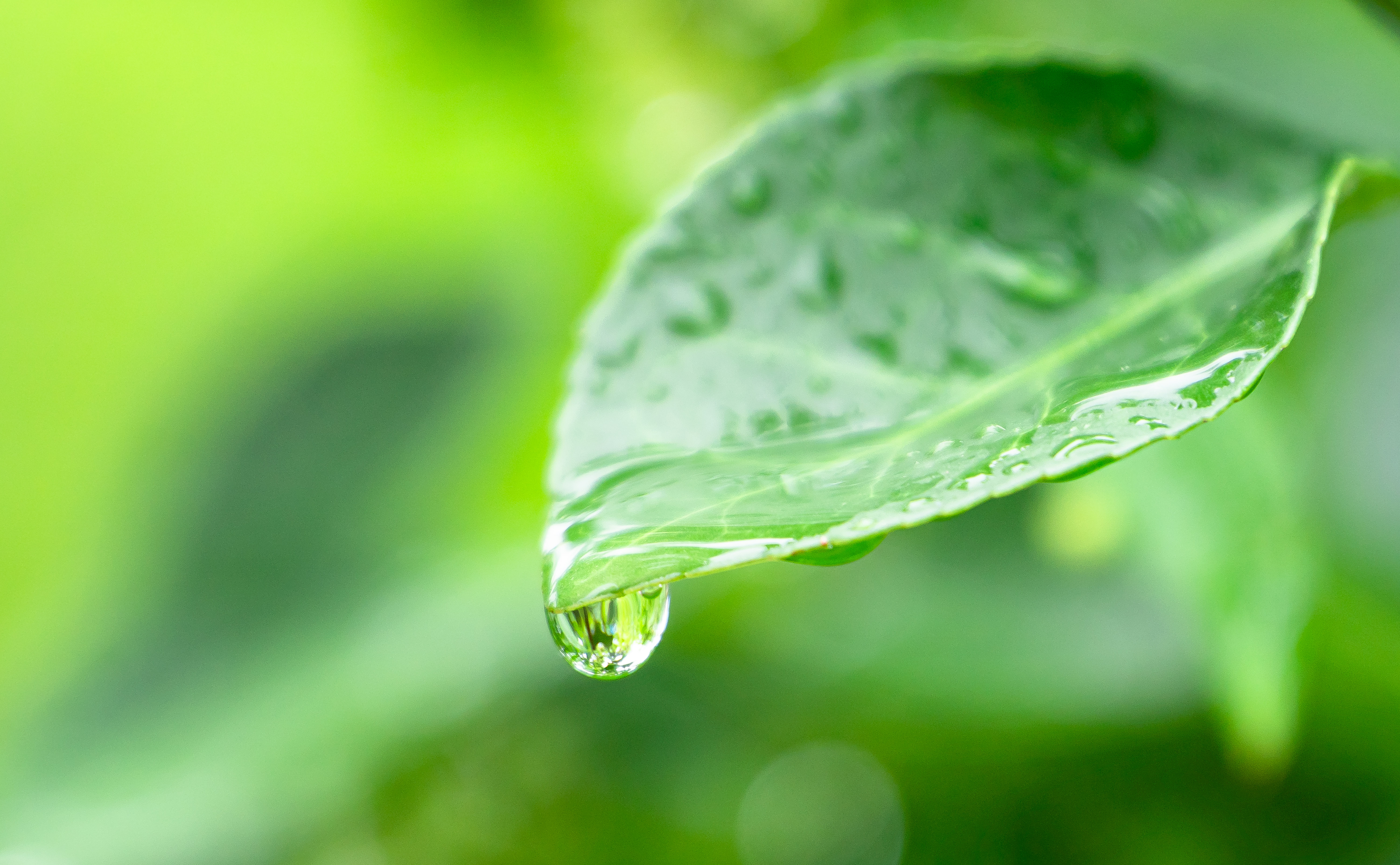 千库网_夏天雨滴风景白昼一滴露水户外雨后拍摄摄影图配图_摄影图编号